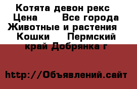 Котята девон рекс › Цена ­ 1 - Все города Животные и растения » Кошки   . Пермский край,Добрянка г.